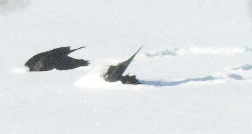 Ravens in snow on ice