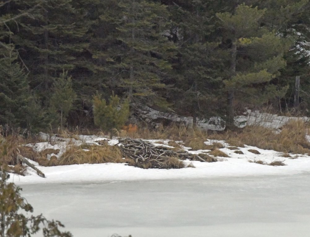 Beaver lodge