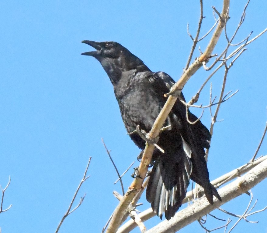 Crow cawing