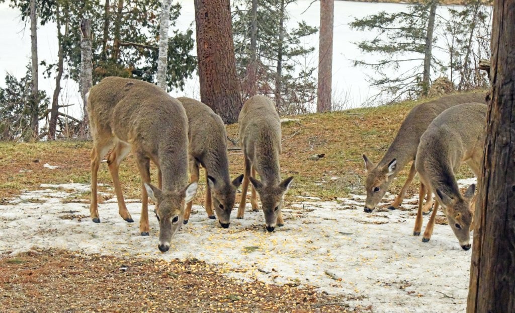 Deer