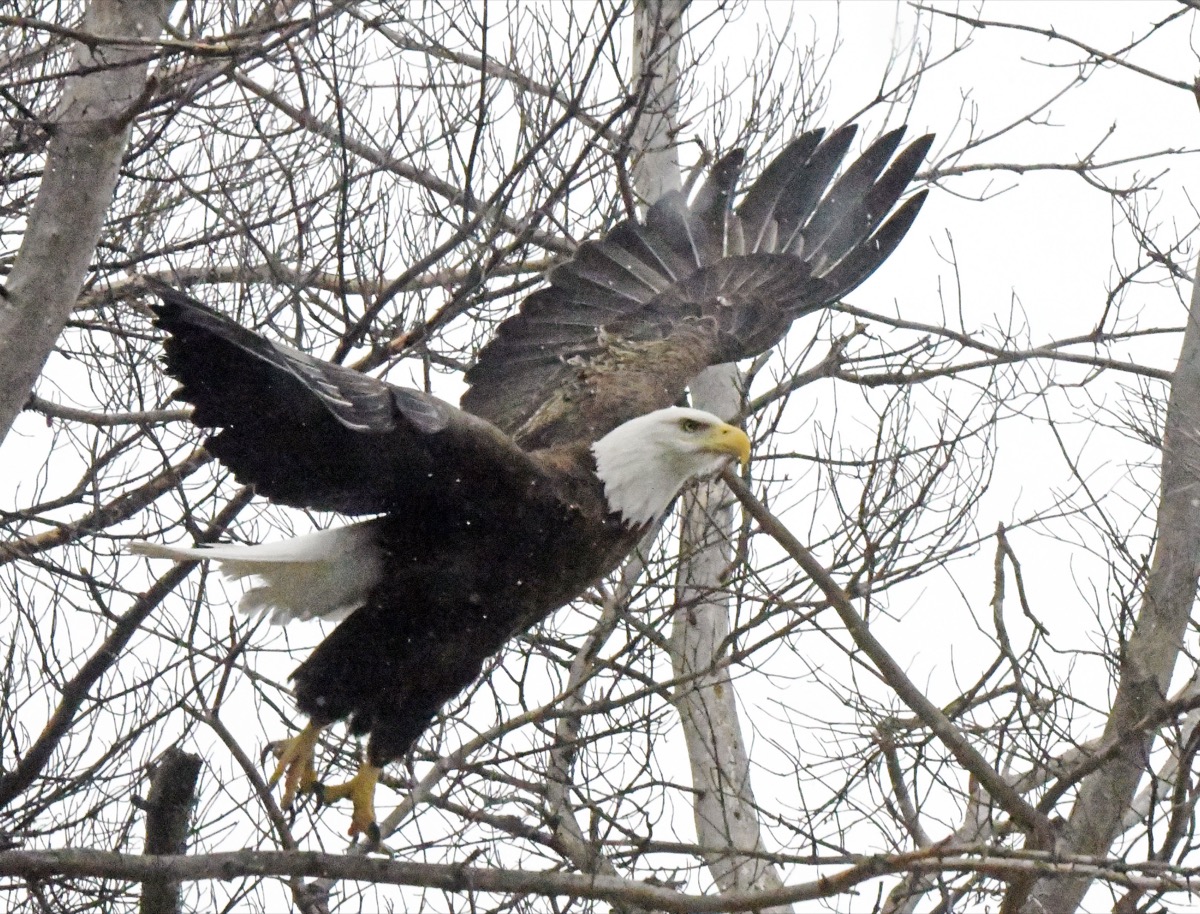 Eagles at the Nest - UPDATE March 28, 2026