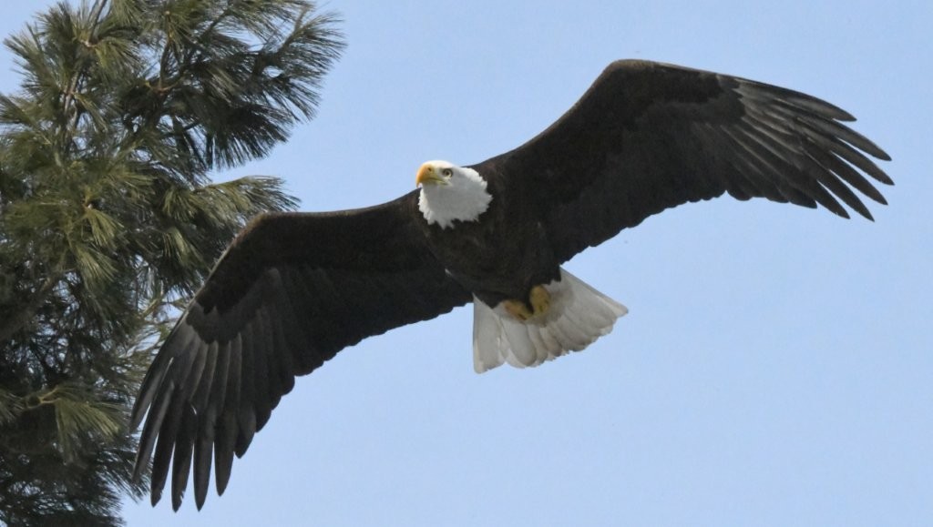 Faces of Wildlife, Tracks of Spanky, and New Openings in Bear Courses - UPDATE April 10, 2026