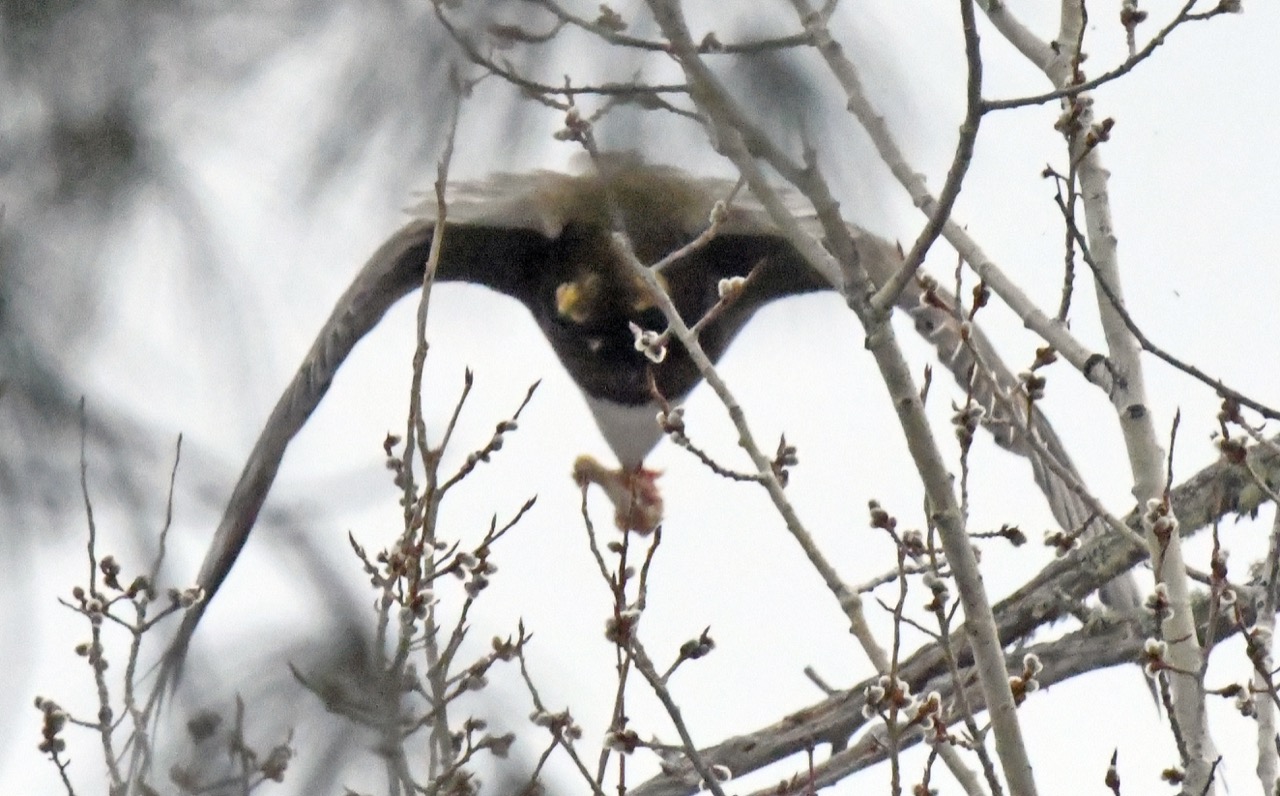 20260410 Bald eagle w drumstick