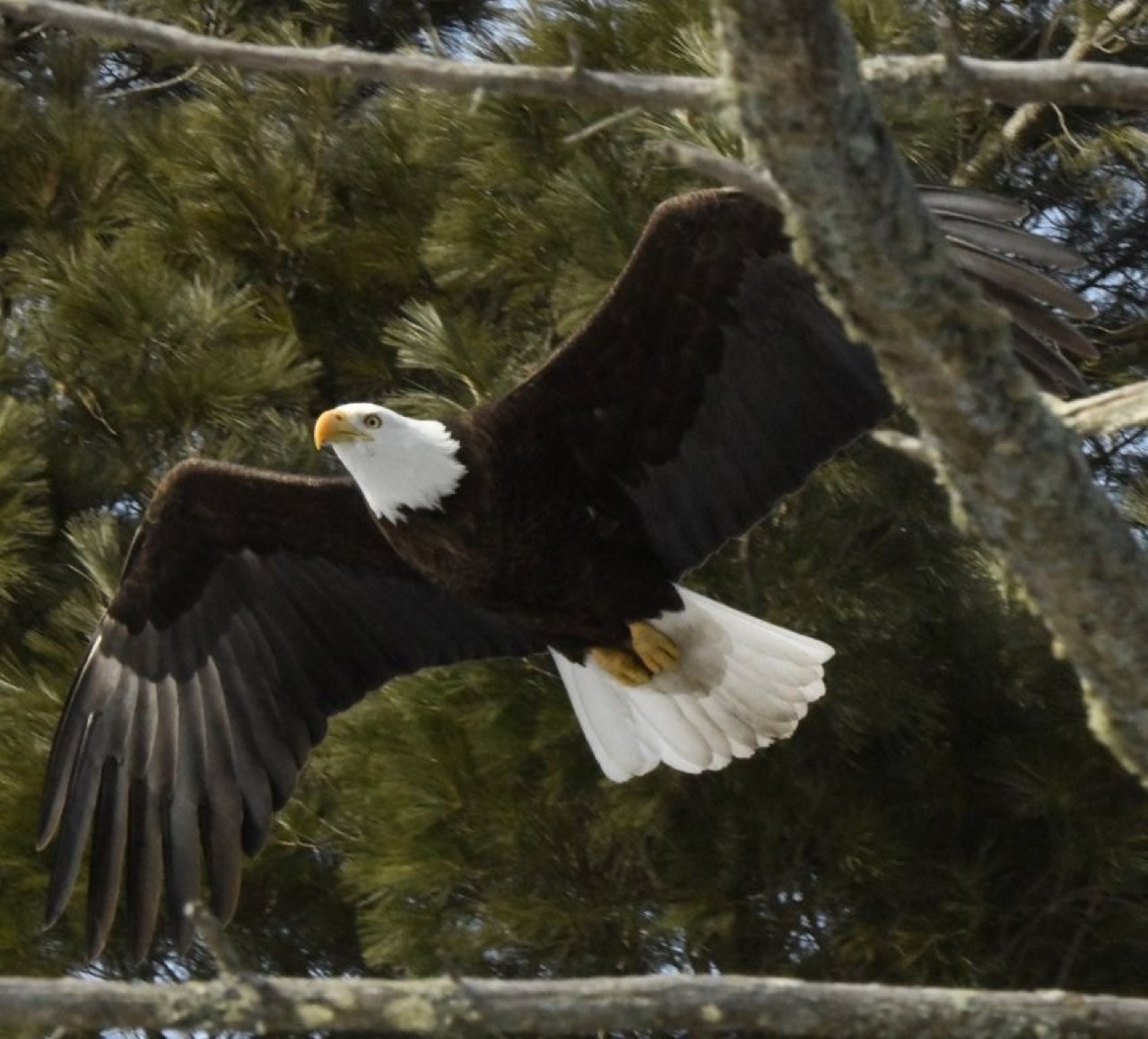 Bald eagle flying