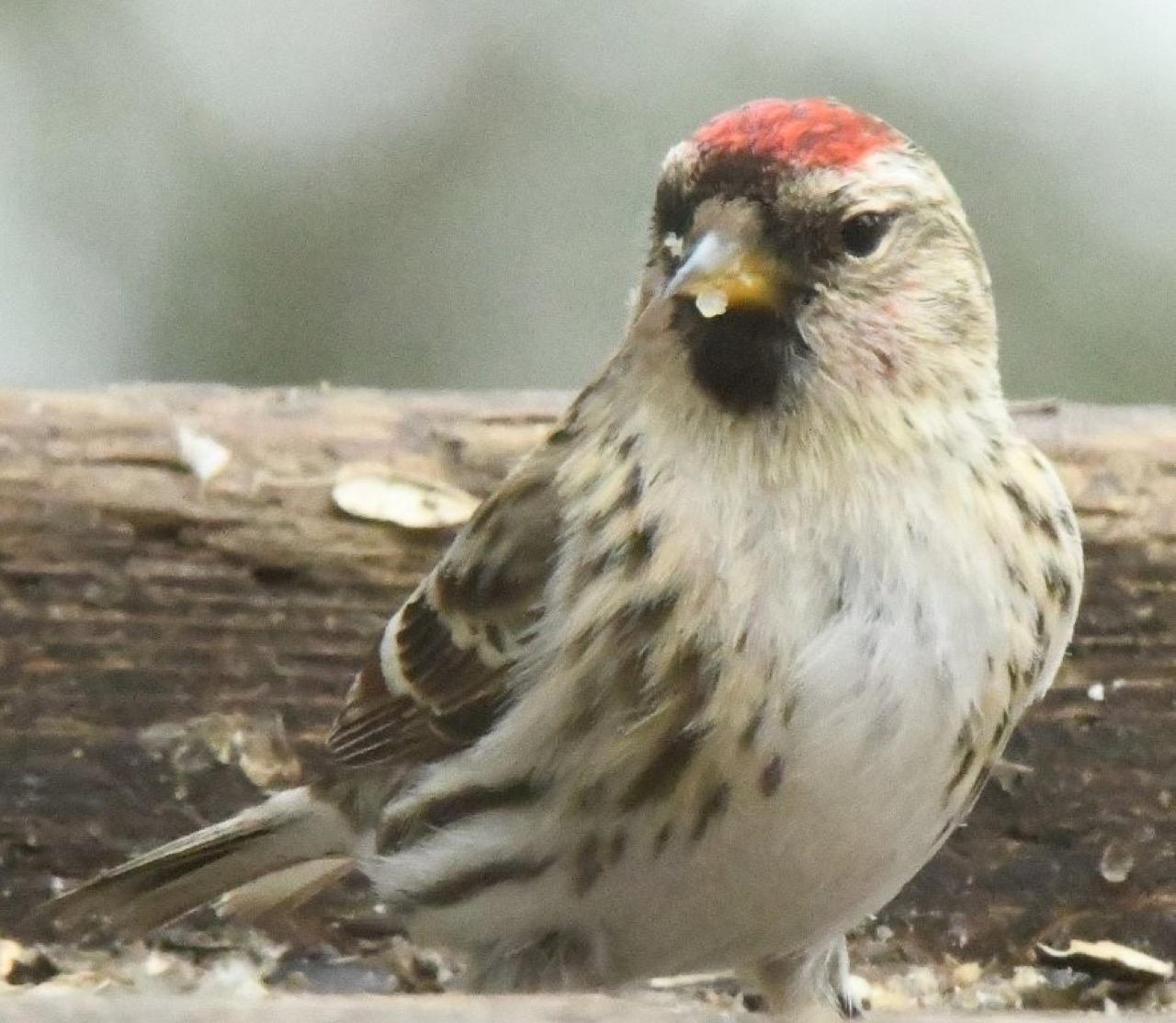 Redpoll