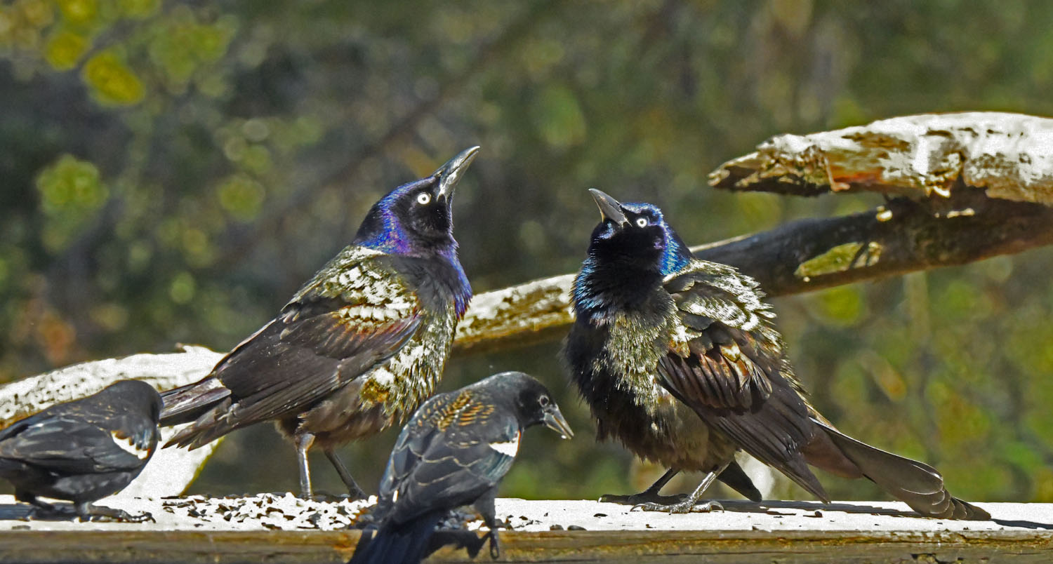 Grackles at odds