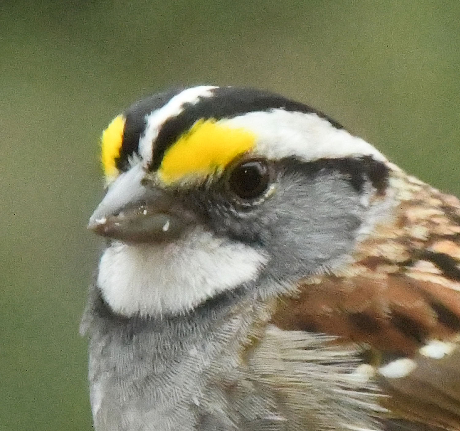 White throated sparrow