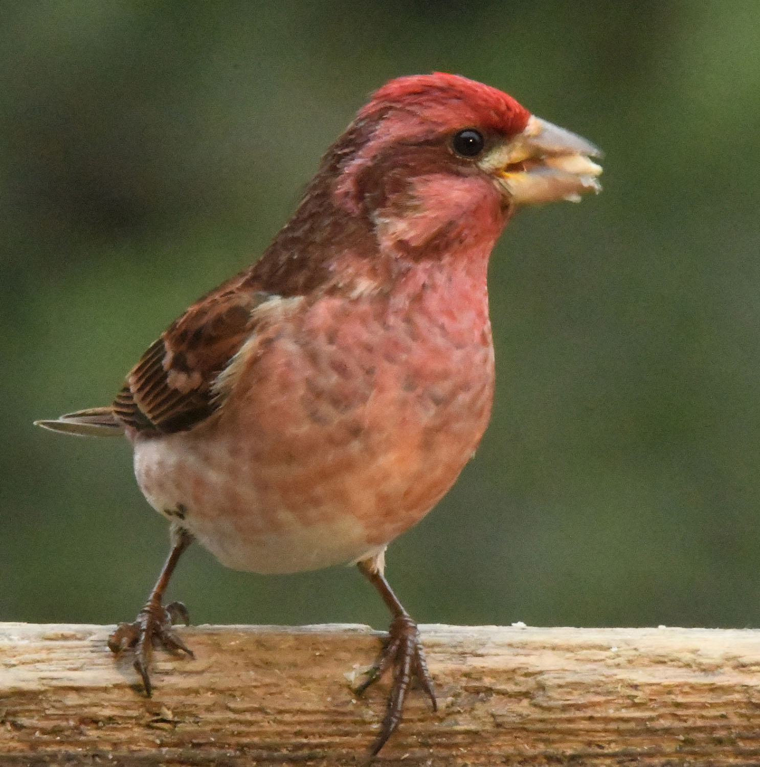 Purple finch