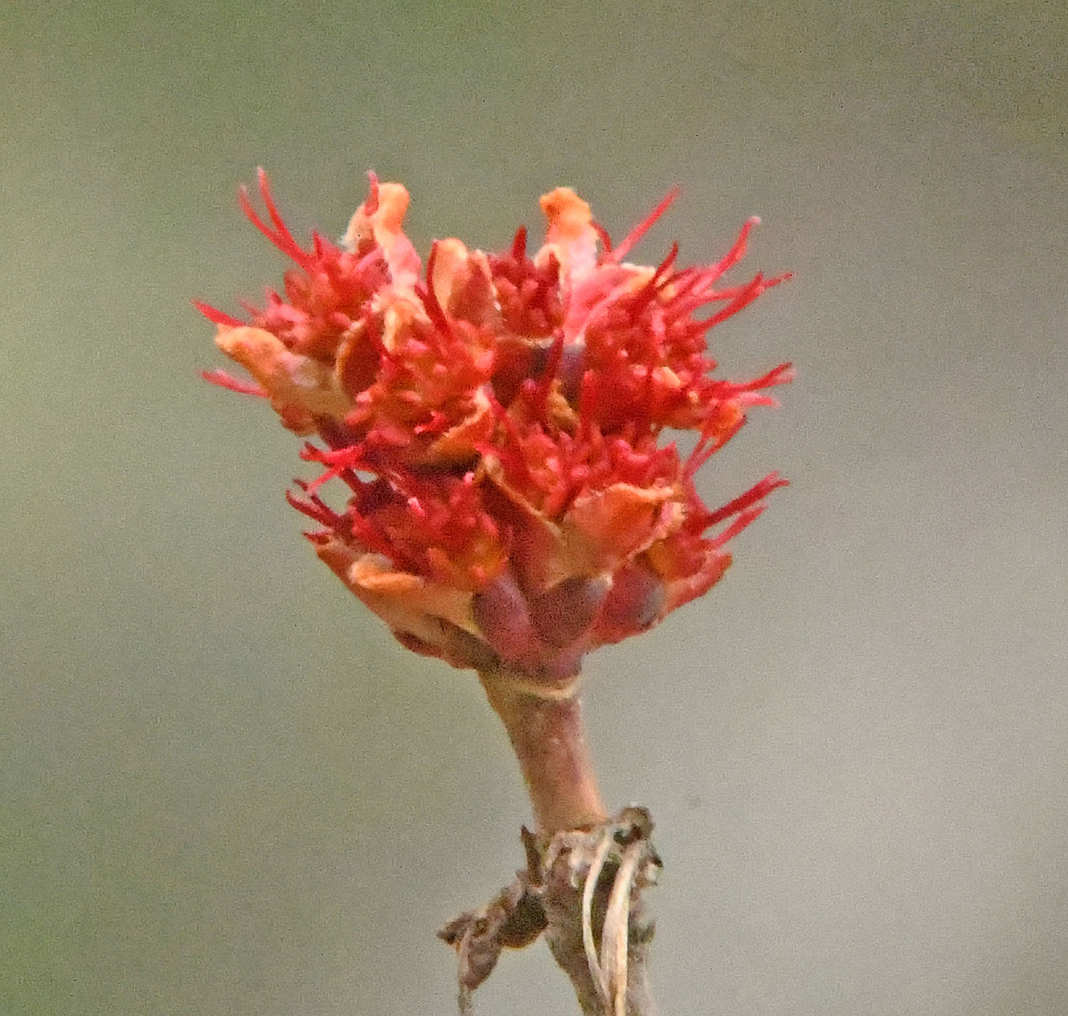Red maple blossom