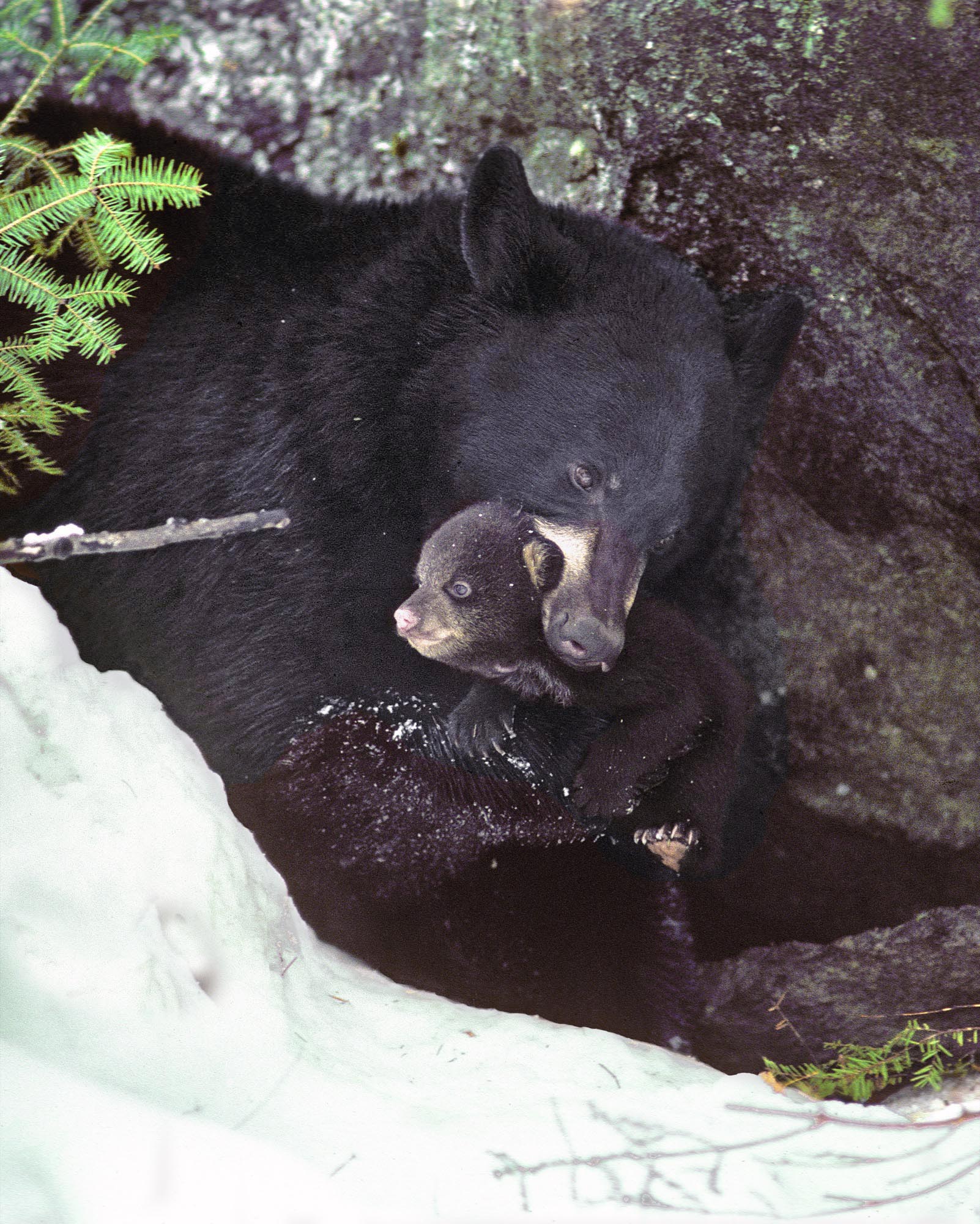 Terri with cub in mouth - 1989
