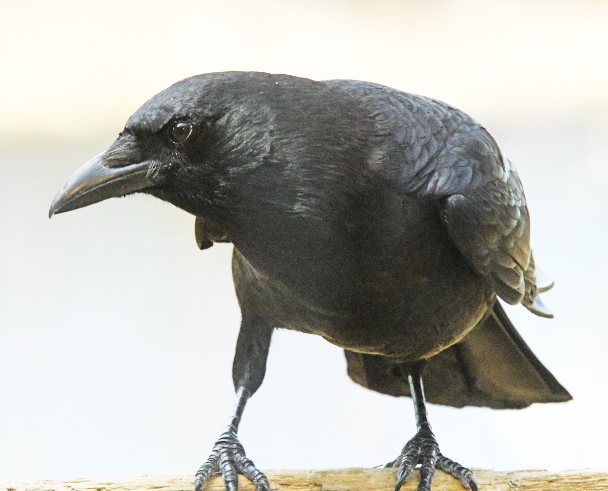Crow