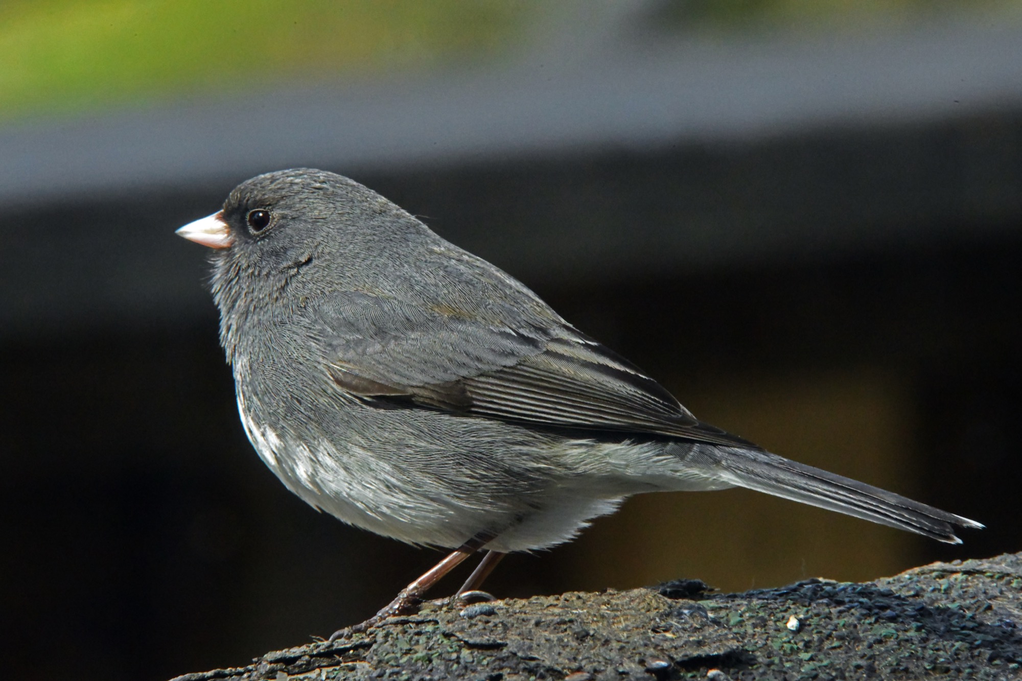 Dark-eyed junco