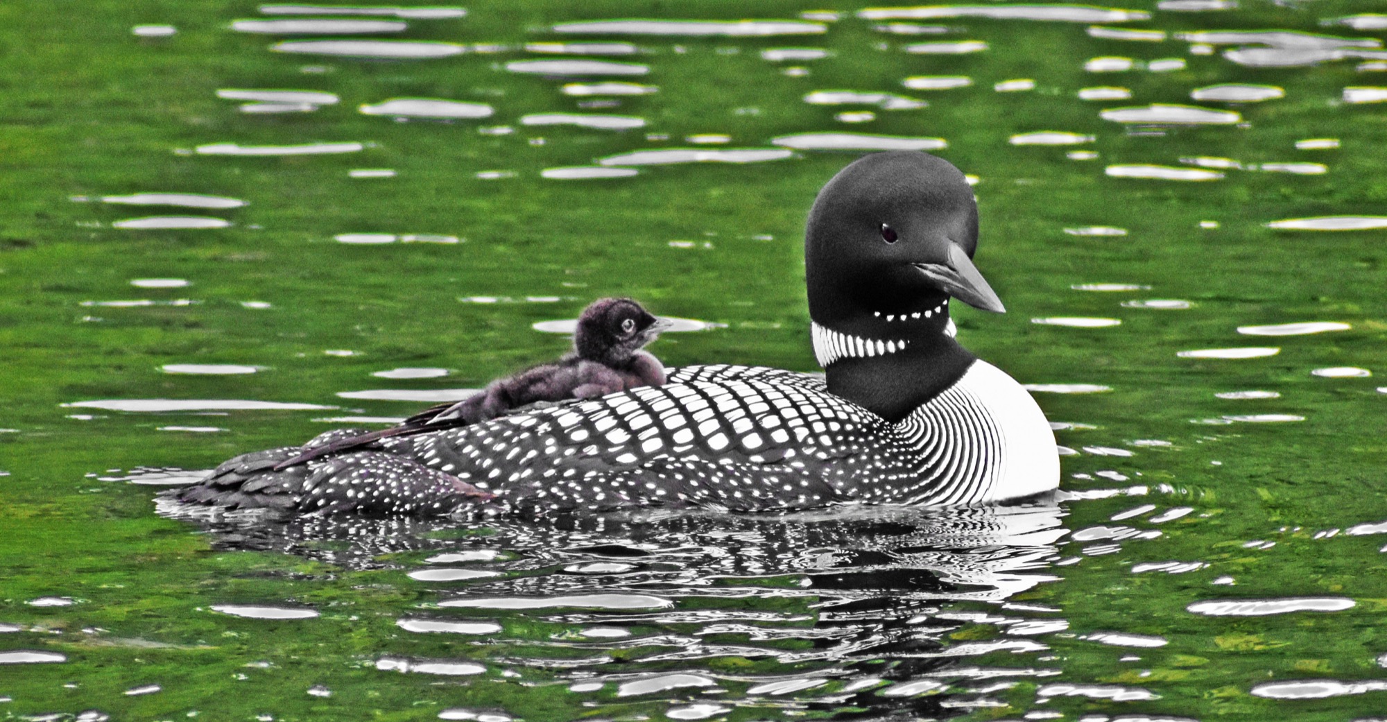 Loon with Loonlet by Burkat