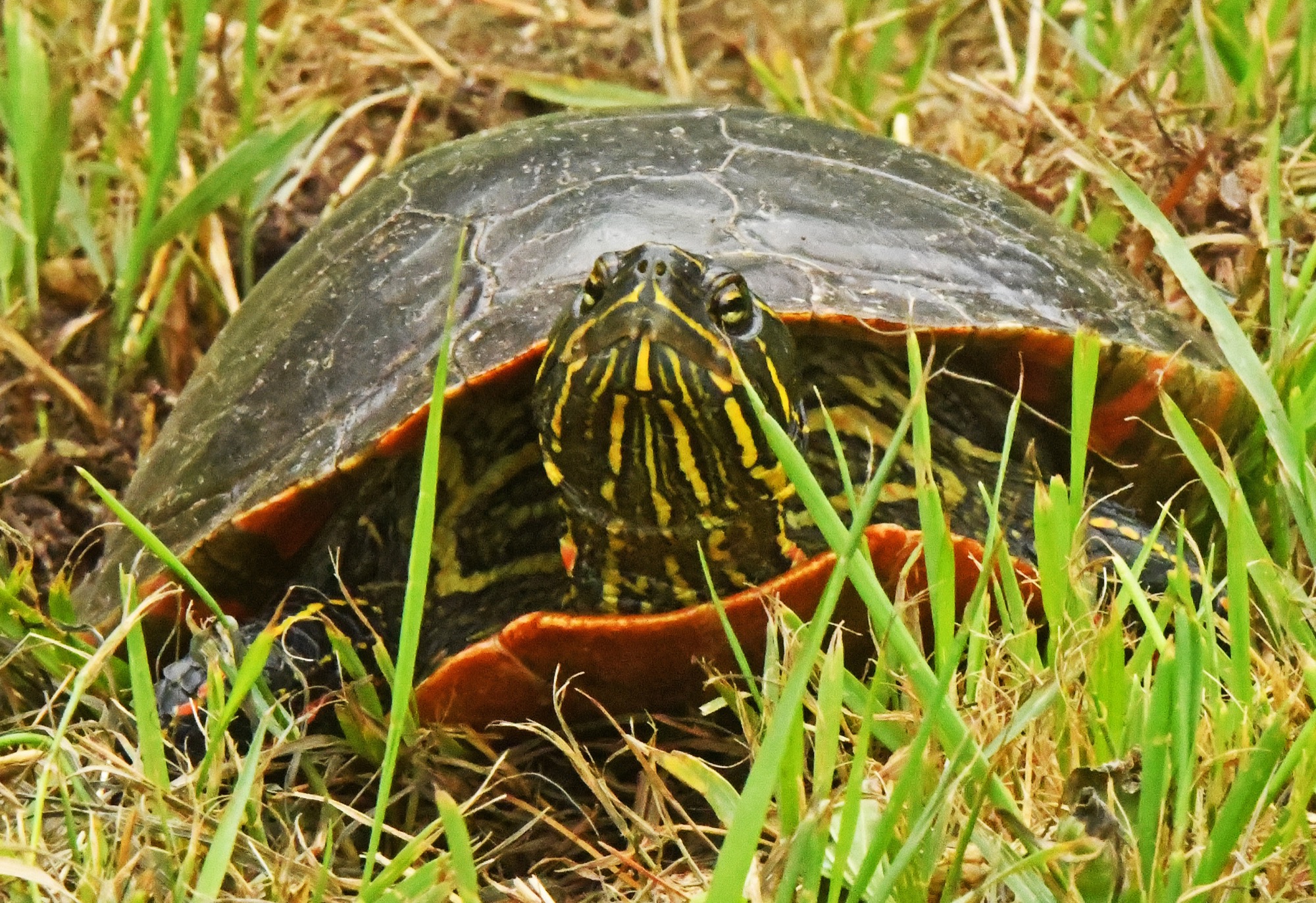Painted turtle female