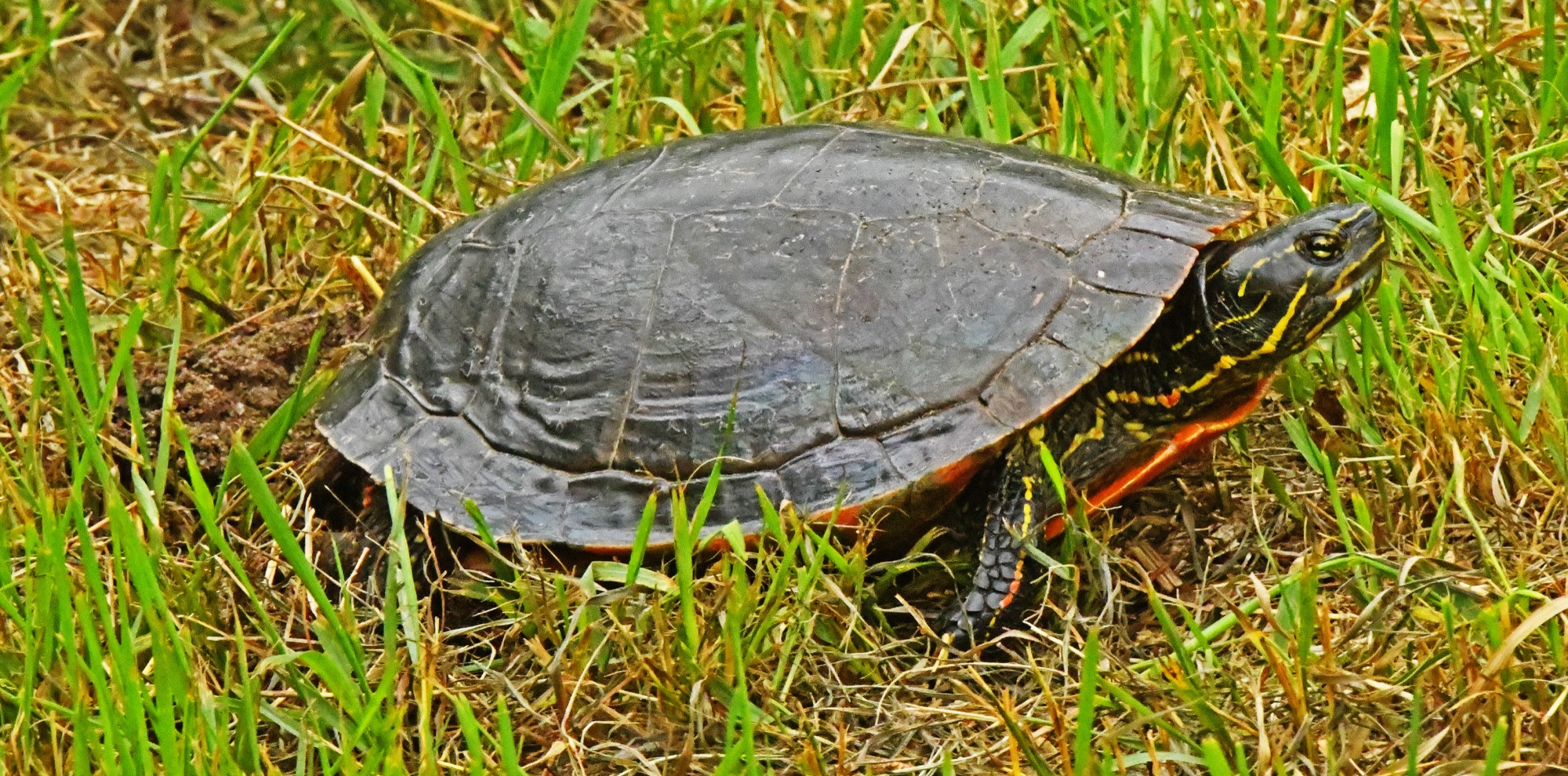 Painted turtle female