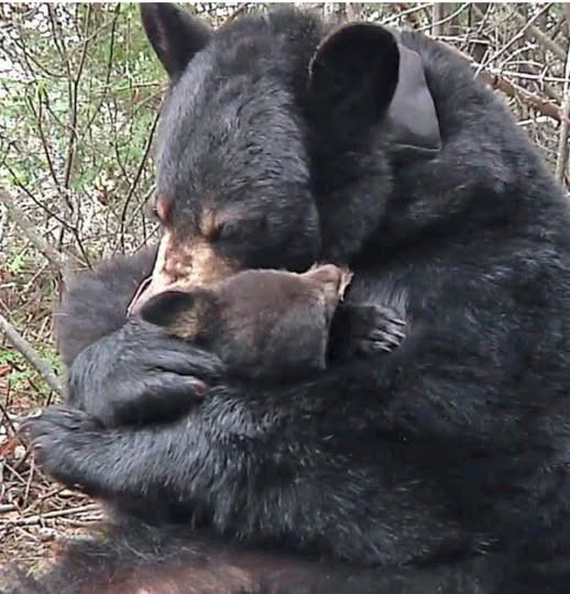 Drought, Fire, and Bears - UPDATE September 23, 2026