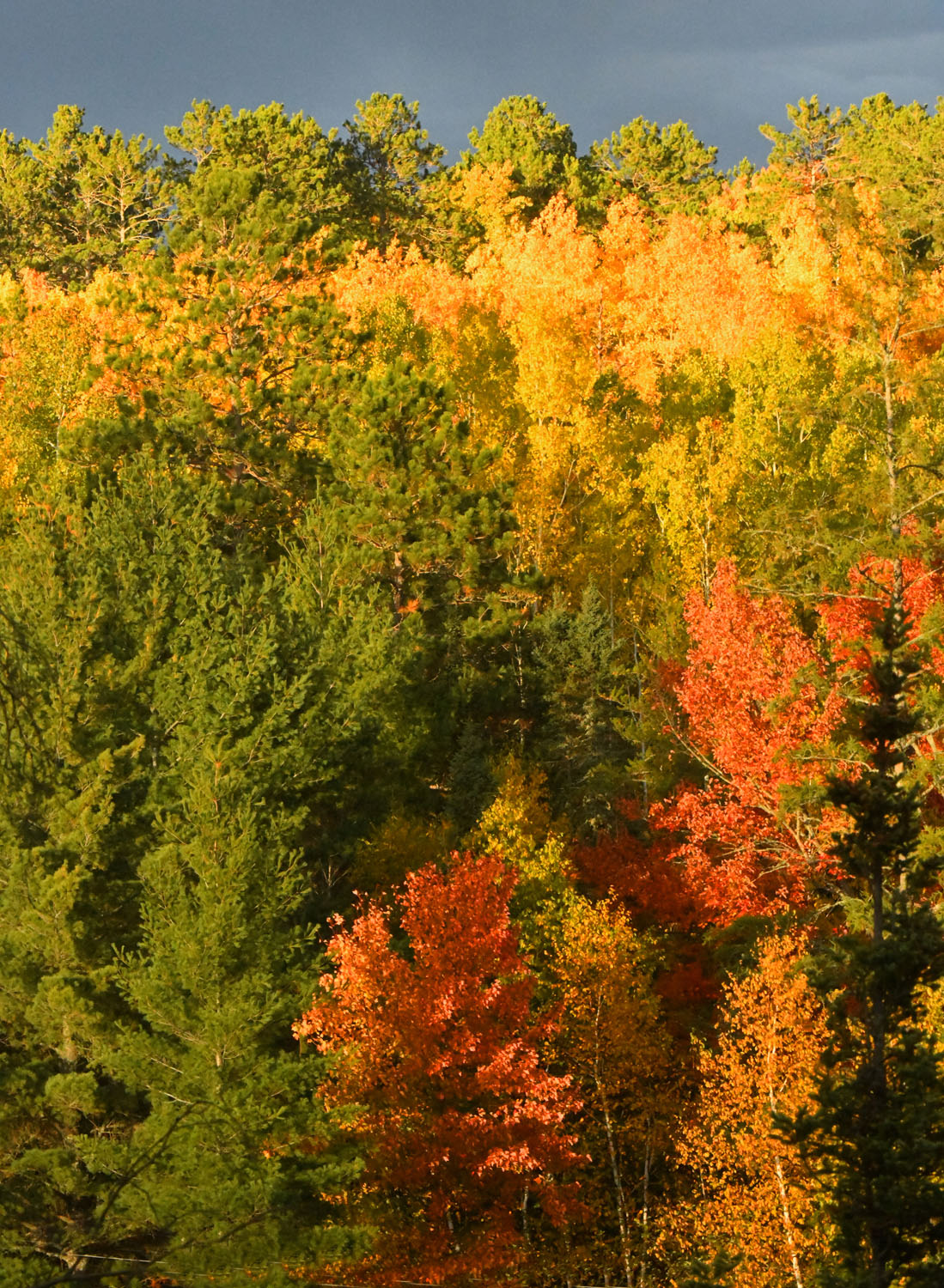 Fall colors