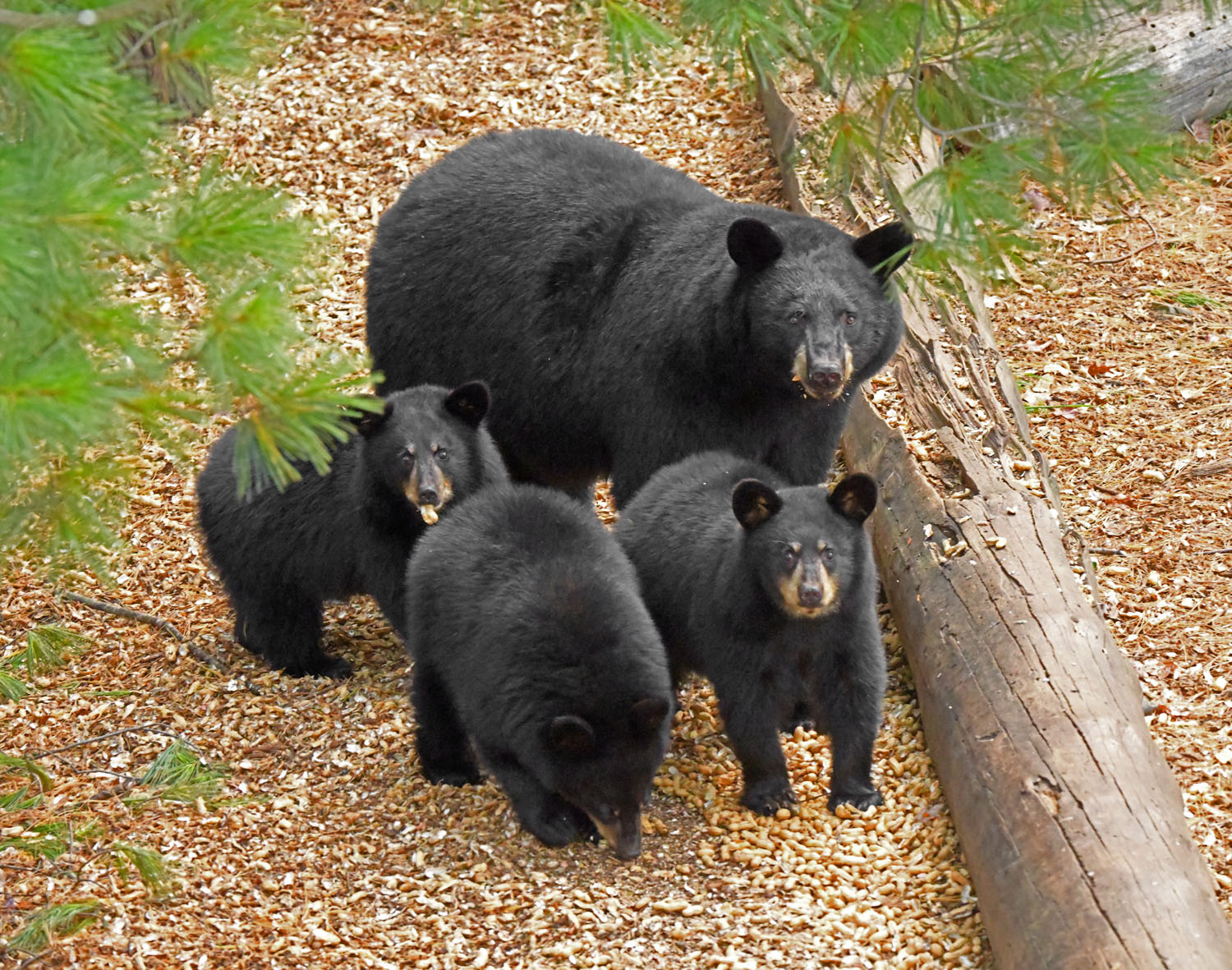 Mother w/3 cubs