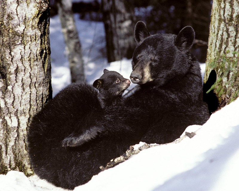 Mother warming cub
