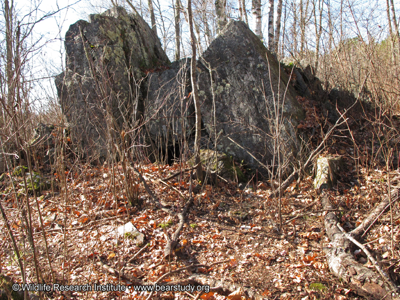 Braveheart_den_-_20101016