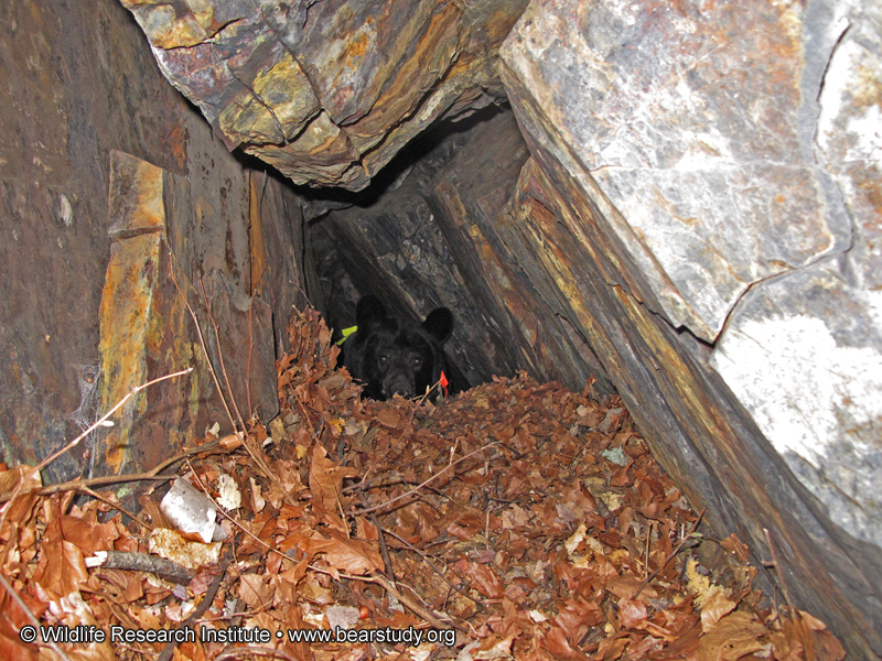 Braveheart_in_den_-_20101016