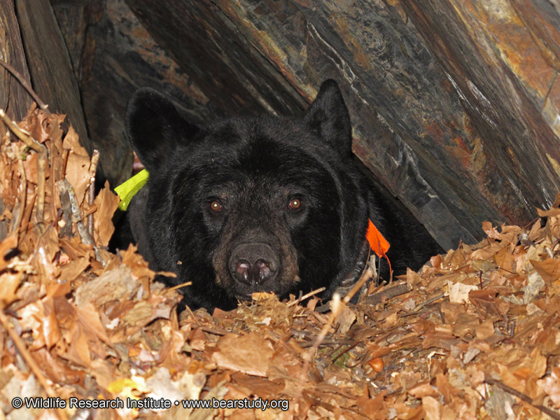 Braveheart_in_den_close_-_20101016