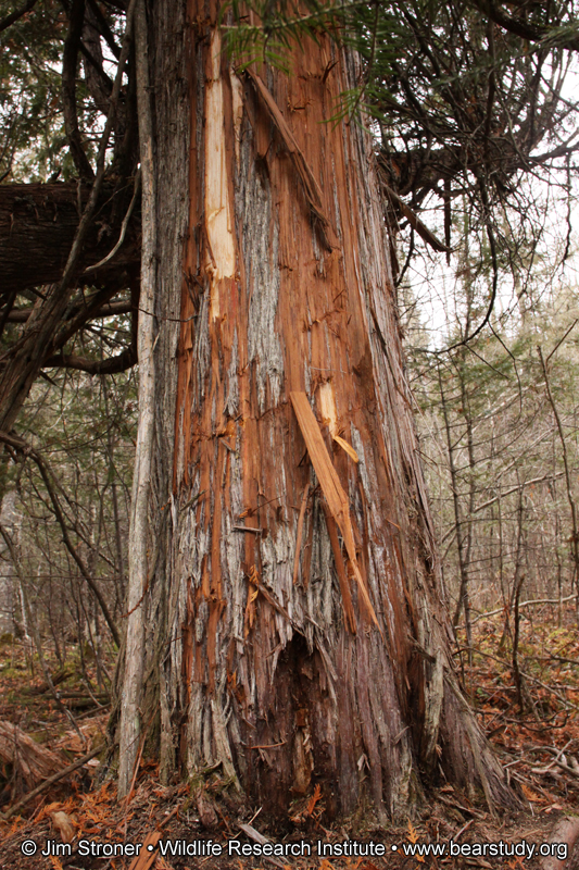 Braveheart_stripped_cedar_-_20101023