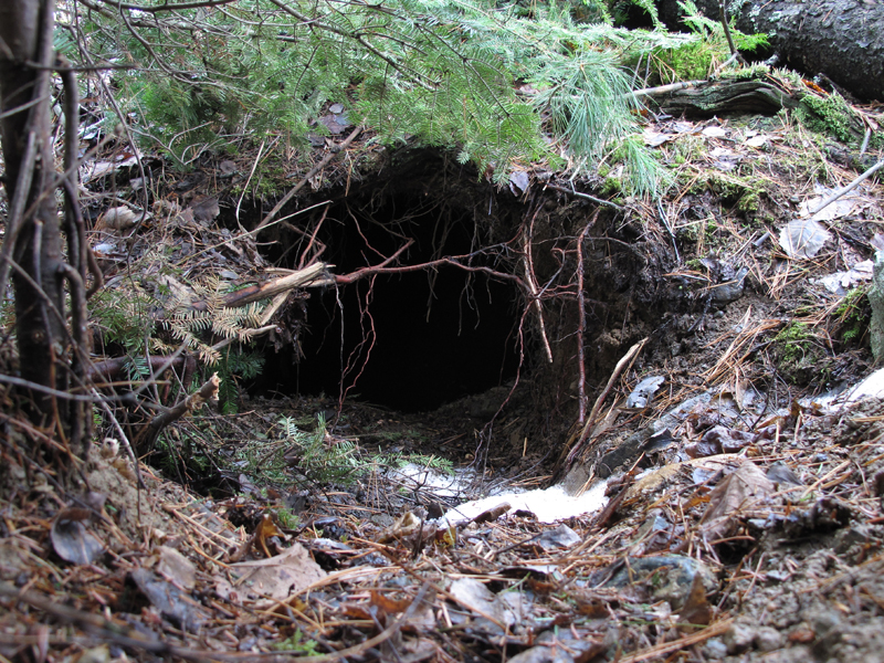 Donna's den - March 13, 2010