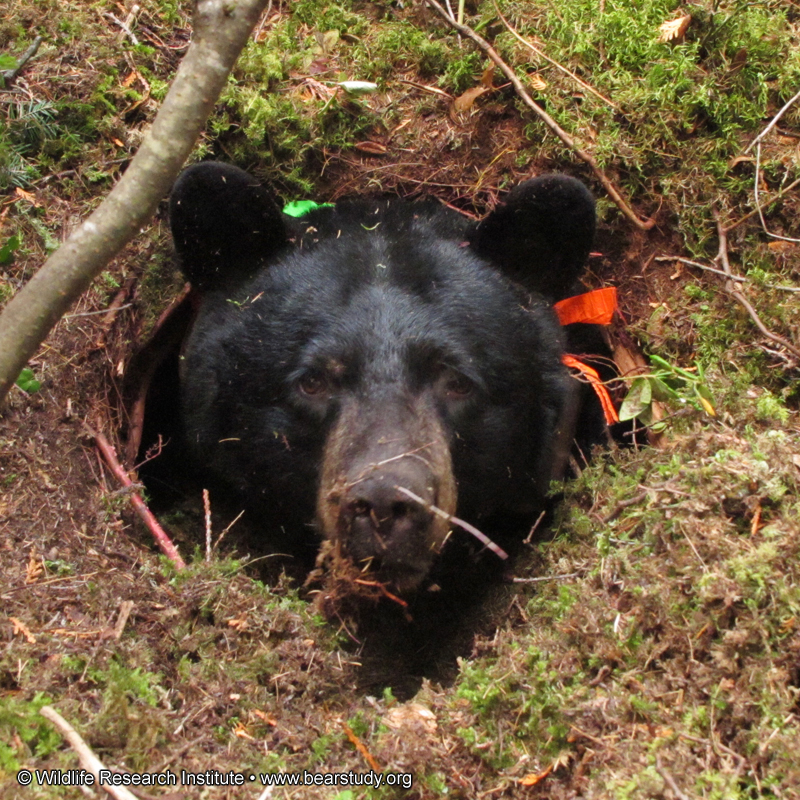 Dot_in_den_-_20101018