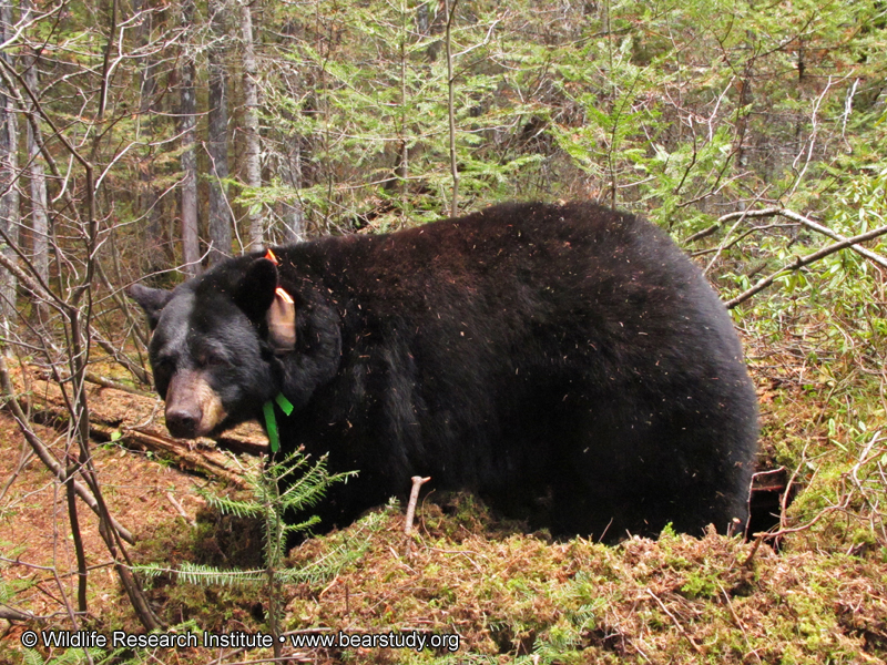 Dot_outside_den_-_20101018