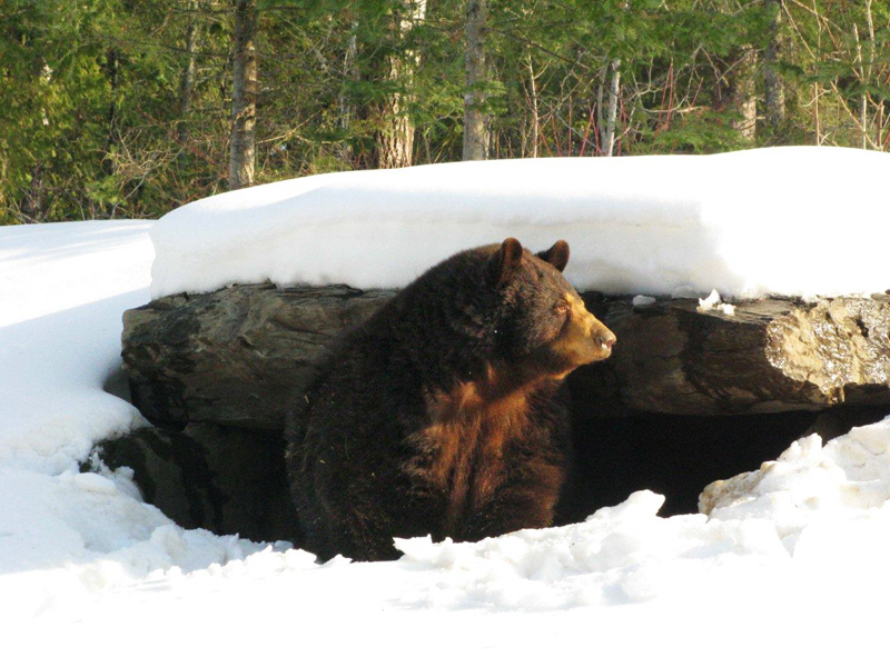 Honey_emerging_from_den_-_20100305