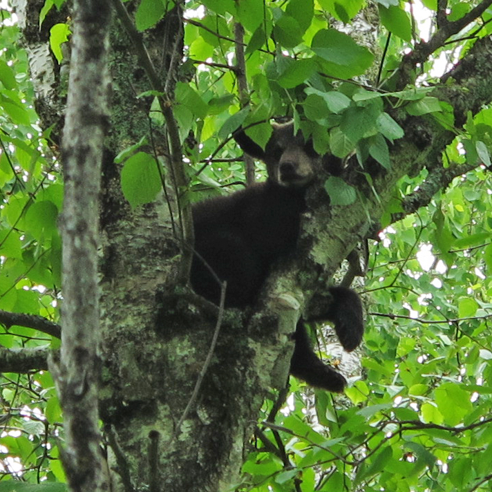 Hope sleeping in birch tree - June 6, 2010