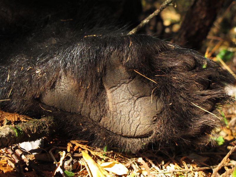 Hope_L_hind_foot_-_20101013