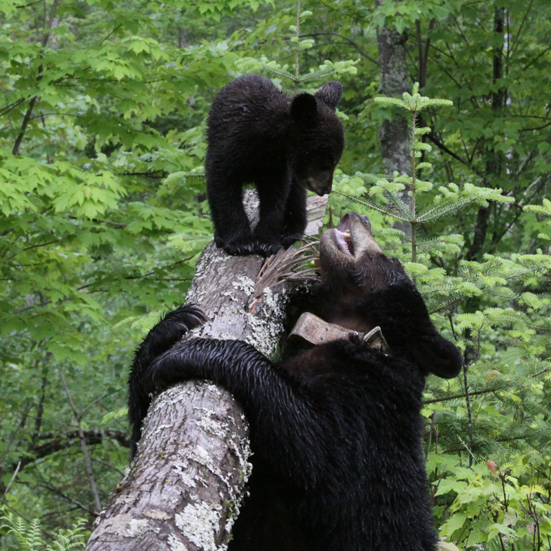 Hope and Lily Playing - May 30, 2010