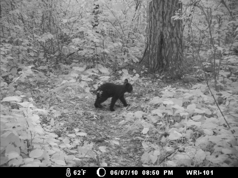Hope caught on trail camera - June 7, 2010