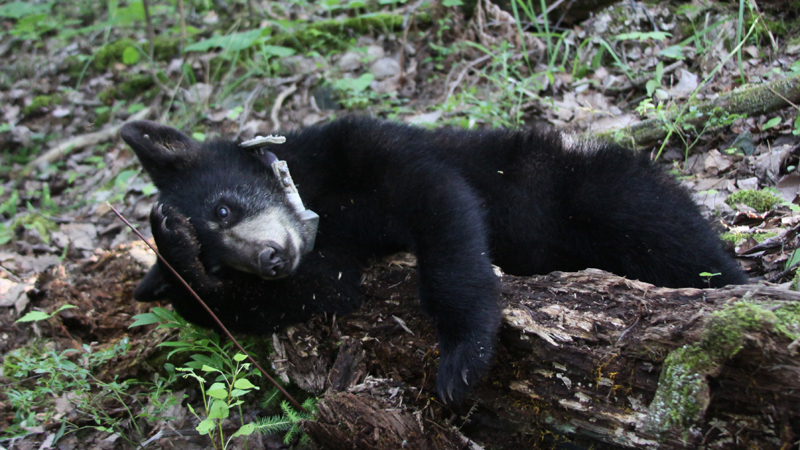 Hope brushing flies off face