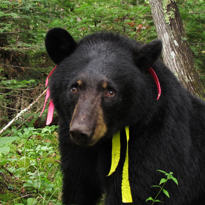Jewel with ribbons - August 31, 2010
