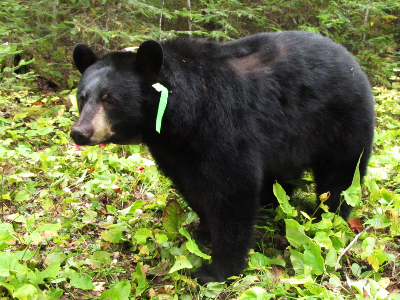 Jo_bare_patch_-_20100922