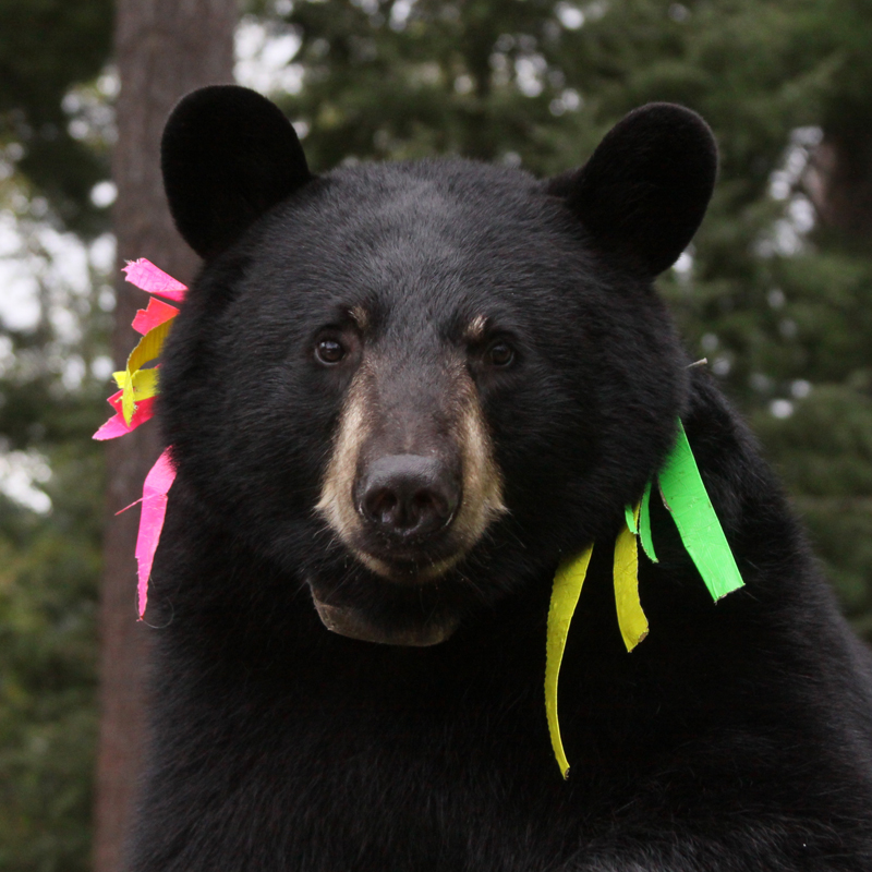 Jo bear - Sept 11, 2010