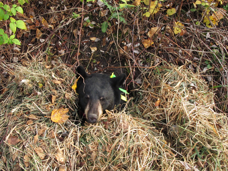 Jo_emerging_-_20101011