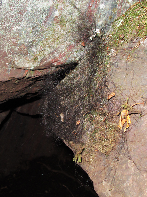 Jo_hair_on_den_-_20100922