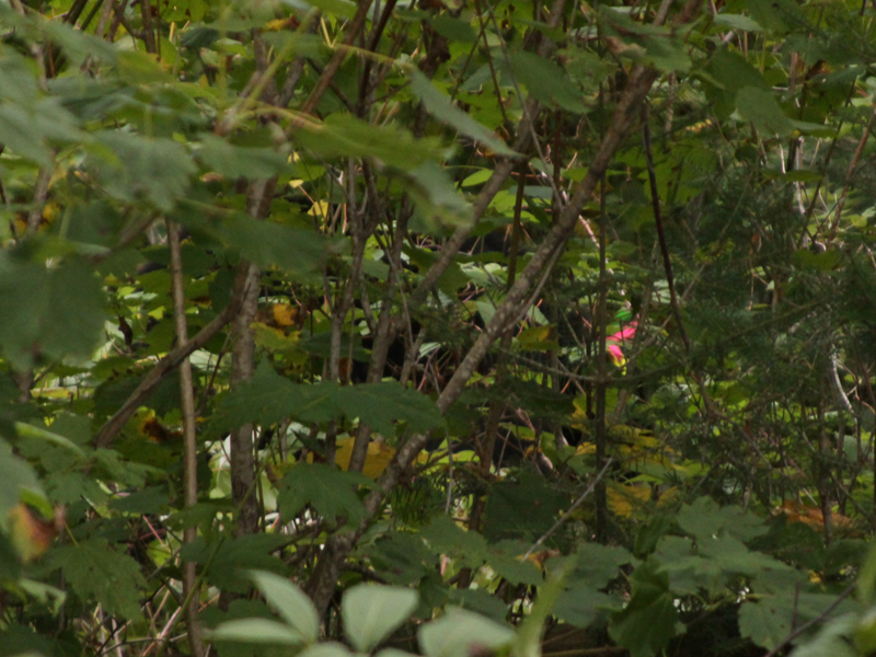 Jo in bushes - September 11, 2010