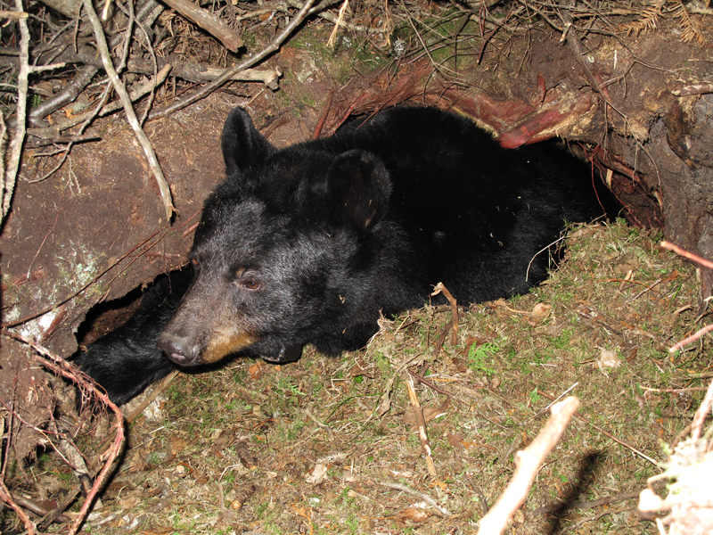 Juliet in den with new bedding - March 24, 2010