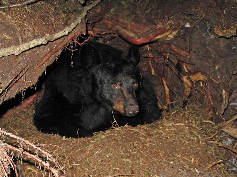 Juliet in her den - Jan 17, 2010