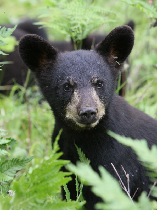 Juliet's cub - July 6, 2010