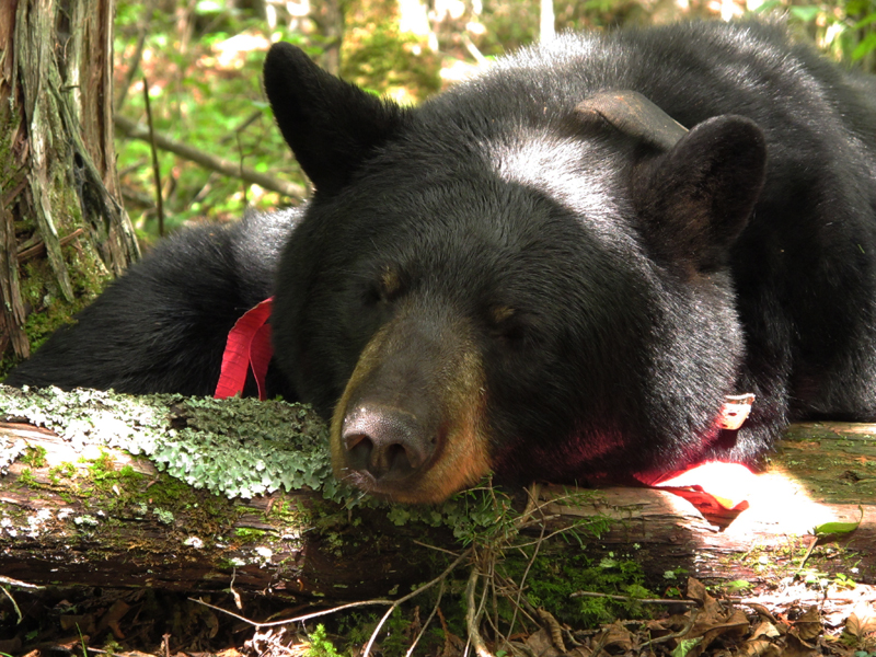 June resting her head on log - Sept 4, 2010