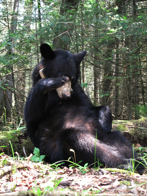 Lily brushing deer flies off nose - June 24, 2010