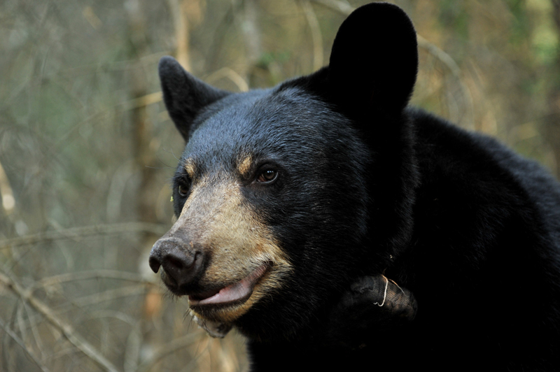 Lily - August 19, 201