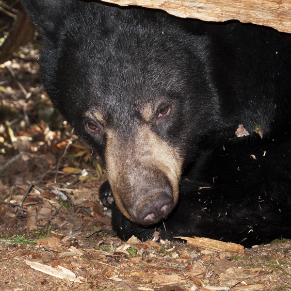 Lily - March 21, 2010
