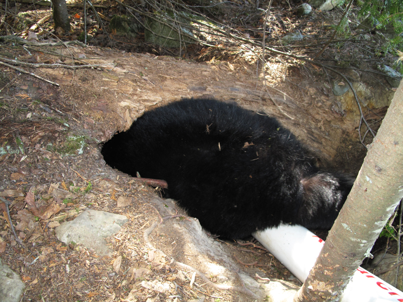 Lily entering her den - March 24, 2010